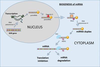 The interplay of sex steroid hormones and microRNAs in endometrial cancer: current understanding and future directions